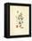 French Herbarium 3-Devon Ross-Framed Stretched Canvas