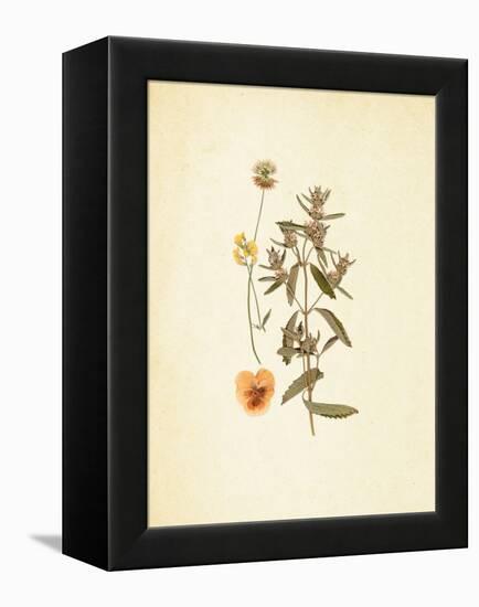 French Herbarium 3-Devon Ross-Framed Stretched Canvas