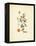 French Herbarium 3-Devon Ross-Framed Stretched Canvas