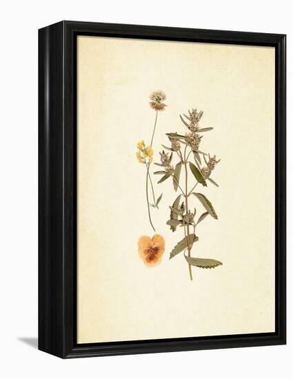 French Herbarium 3-Devon Ross-Framed Stretched Canvas