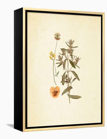 French Herbarium 3-Devon Ross-Framed Stretched Canvas