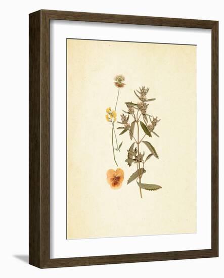 French Herbarium 3-Devon Ross-Framed Art Print