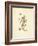 French Herbarium 3-Devon Ross-Framed Art Print