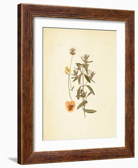 French Herbarium 3-Devon Ross-Framed Art Print