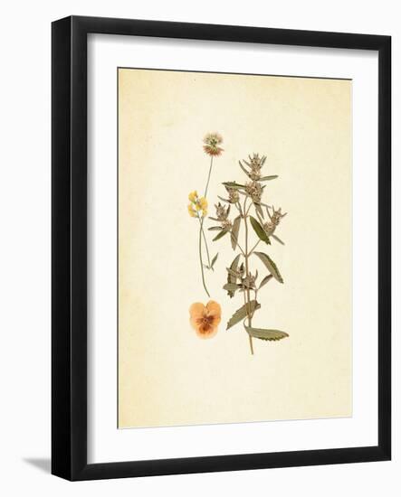 French Herbarium 3-Devon Ross-Framed Art Print