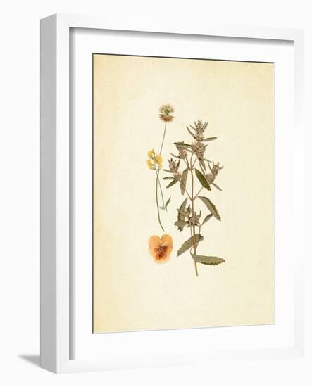 French Herbarium 3-Devon Ross-Framed Art Print