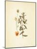 French Herbarium 3-Devon Ross-Mounted Art Print