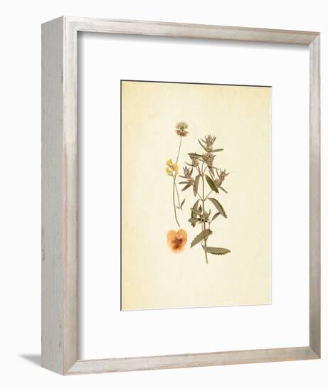 French Herbarium 3-Devon Ross-Framed Art Print