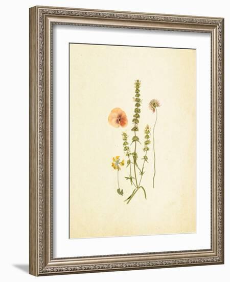 French Herbarium 4-Devon Ross-Framed Art Print