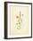 French Herbarium 4-Devon Ross-Framed Art Print