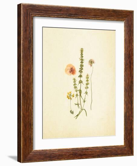 French Herbarium 4-Devon Ross-Framed Art Print