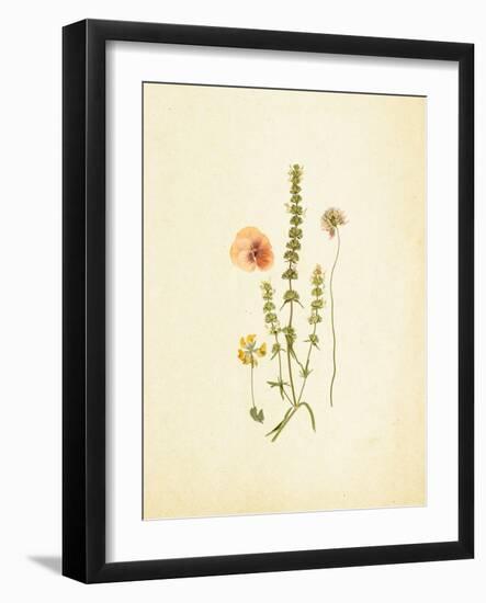 French Herbarium 4-Devon Ross-Framed Art Print