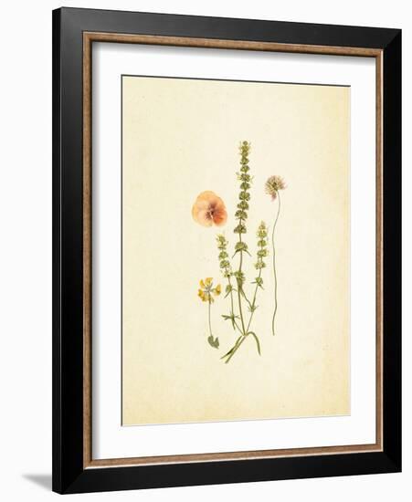 French Herbarium 4-Devon Ross-Framed Art Print