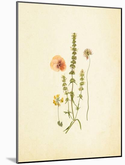 French Herbarium 4-Devon Ross-Mounted Art Print