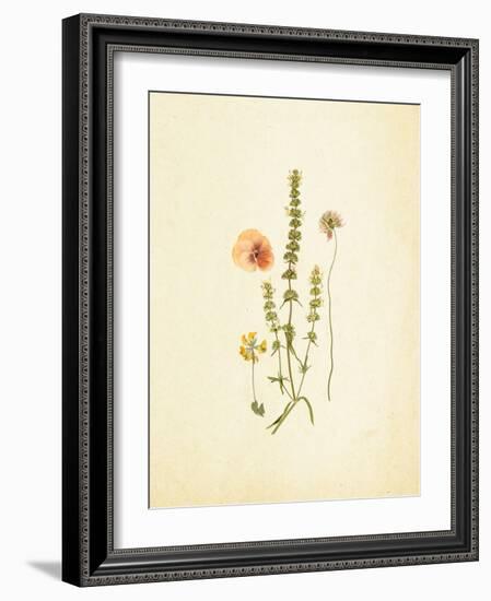 French Herbarium 4-Devon Ross-Framed Art Print