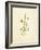 French Herbarium 4-Devon Ross-Framed Art Print