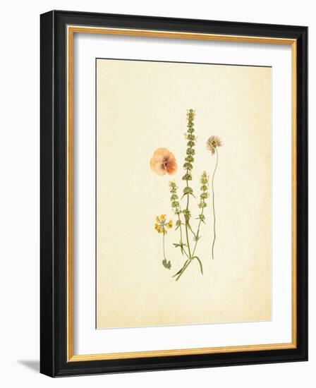 French Herbarium 4-Devon Ross-Framed Art Print