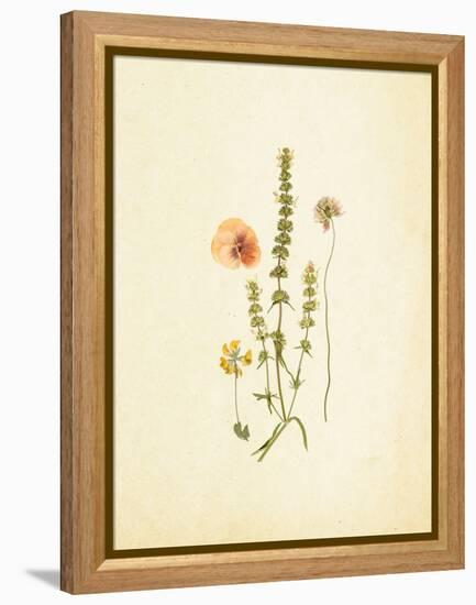 French Herbarium 4-Devon Ross-Framed Stretched Canvas