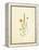 French Herbarium 4-Devon Ross-Framed Stretched Canvas