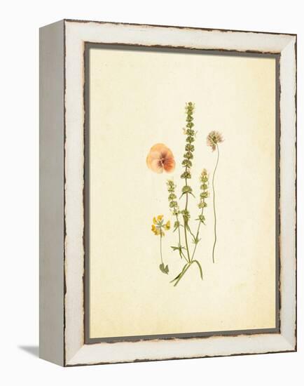 French Herbarium 4-Devon Ross-Framed Stretched Canvas