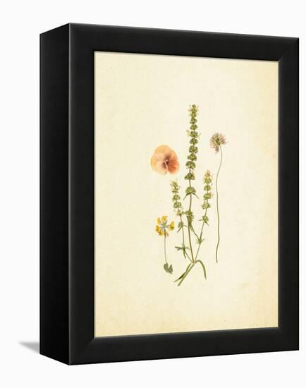 French Herbarium 4-Devon Ross-Framed Stretched Canvas