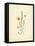 French Herbarium 4-Devon Ross-Framed Stretched Canvas