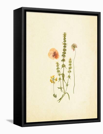 French Herbarium 4-Devon Ross-Framed Stretched Canvas