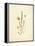 French Herbarium 4-Devon Ross-Framed Stretched Canvas