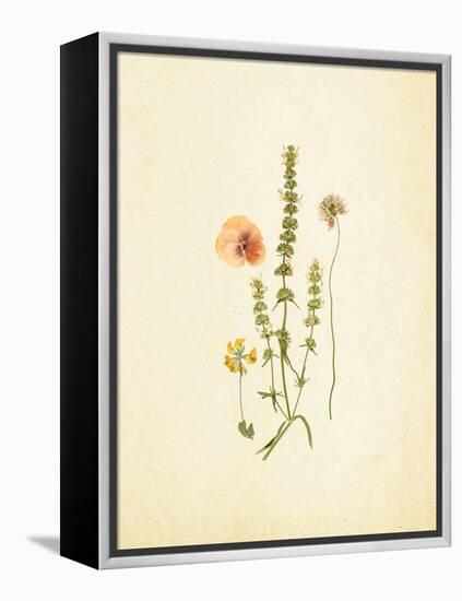 French Herbarium 4-Devon Ross-Framed Stretched Canvas