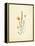 French Herbarium 4-Devon Ross-Framed Stretched Canvas