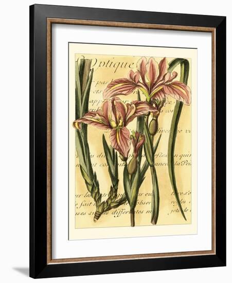 French Iris-Samuel Curtis-Framed Art Print