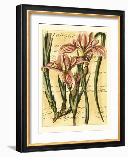 French Iris-Samuel Curtis-Framed Art Print