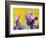 French Lavender at the Costa Vicentina, Algarve, Portugal. Portugal-Martin Zwick-Framed Photographic Print