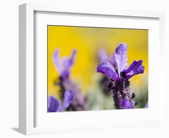 French Lavender at the Costa Vicentina, Algarve, Portugal. Portugal-Martin Zwick-Framed Photographic Print