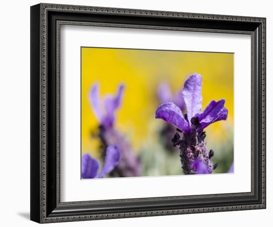 French Lavender at the Costa Vicentina, Algarve, Portugal. Portugal-Martin Zwick-Framed Photographic Print