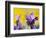 French Lavender at the Costa Vicentina, Algarve, Portugal. Portugal-Martin Zwick-Framed Photographic Print