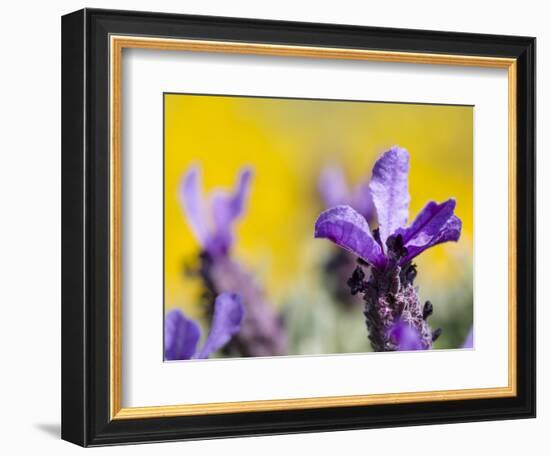 French Lavender at the Costa Vicentina, Algarve, Portugal. Portugal-Martin Zwick-Framed Photographic Print