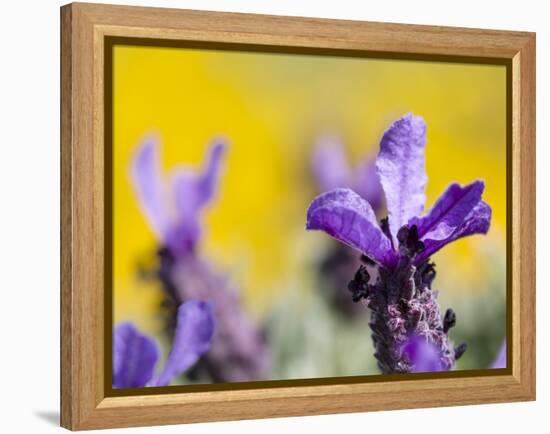 French Lavender at the Costa Vicentina, Algarve, Portugal. Portugal-Martin Zwick-Framed Premier Image Canvas