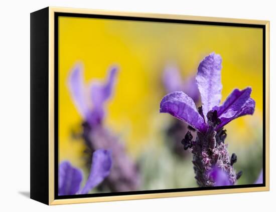 French Lavender at the Costa Vicentina, Algarve, Portugal. Portugal-Martin Zwick-Framed Premier Image Canvas