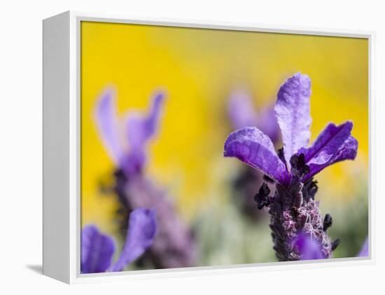 French Lavender at the Costa Vicentina, Algarve, Portugal. Portugal-Martin Zwick-Framed Premier Image Canvas
