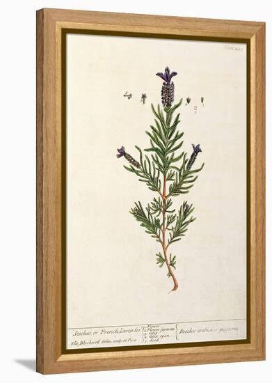 French Lavender, Plate 241 from 'A Curious Herbal', published 1782-Elizabeth Blackwell-Framed Premier Image Canvas