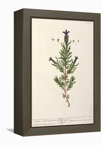 French Lavender, Plate 241 from 'A Curious Herbal', published 1782-Elizabeth Blackwell-Framed Premier Image Canvas