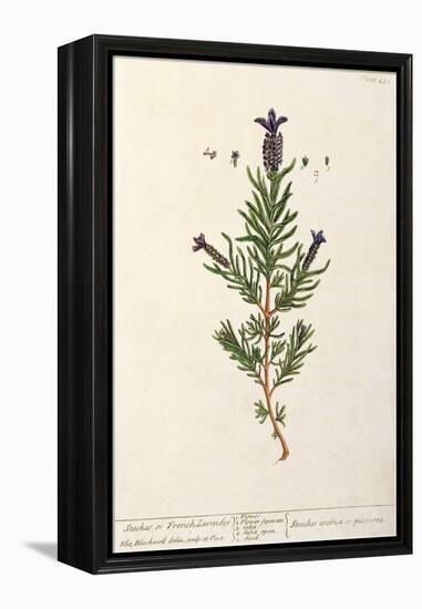 French Lavender, Plate 241 from 'A Curious Herbal', published 1782-Elizabeth Blackwell-Framed Premier Image Canvas