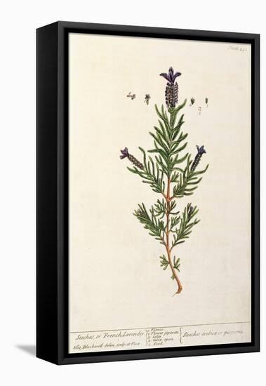 French Lavender, Plate 241 from 'A Curious Herbal', published 1782-Elizabeth Blackwell-Framed Premier Image Canvas