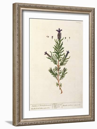 French Lavender, Plate 241 from 'A Curious Herbal', published 1782-Elizabeth Blackwell-Framed Giclee Print