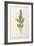 French Lavender, Plate 241 from 'A Curious Herbal', published 1782-Elizabeth Blackwell-Framed Giclee Print