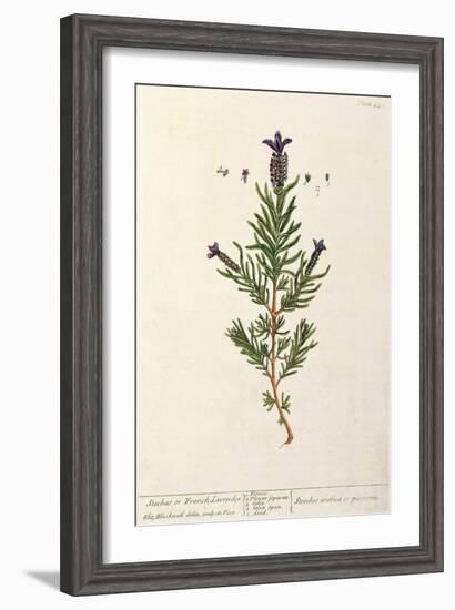 French Lavender, Plate 241 from 'A Curious Herbal', published 1782-Elizabeth Blackwell-Framed Giclee Print