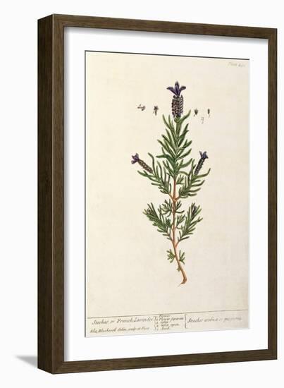 French Lavender, Plate 241 from 'A Curious Herbal', published 1782-Elizabeth Blackwell-Framed Giclee Print