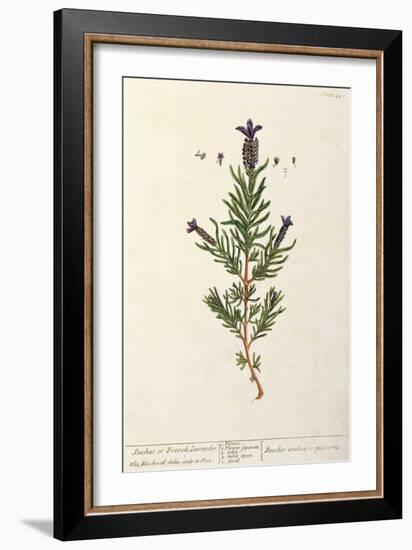 French Lavender, Plate 241 from 'A Curious Herbal', published 1782-Elizabeth Blackwell-Framed Giclee Print