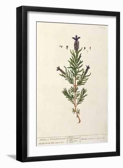 French Lavender, Plate 241 from 'A Curious Herbal', published 1782-Elizabeth Blackwell-Framed Giclee Print